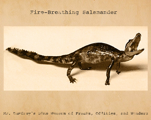 Curiosity House: Fire-Breathing Salamander