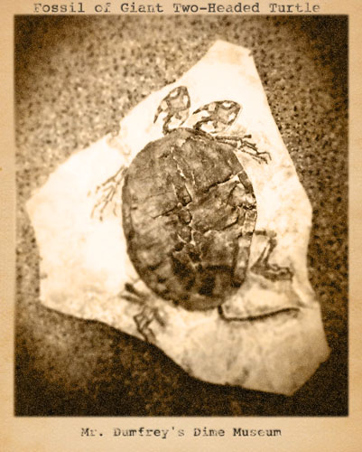 postcard turtle