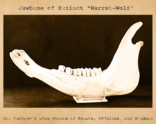 Curiosity House: Jawbone of Warrah Wolf